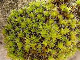 Attēlu rezultāti vaicājumam “Syntrichia virescens”