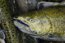 Image result for Oncorhynchus tshawytscha