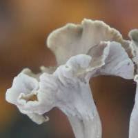 Attēlu rezultāti vaicājumam “Pseudocraterellus”