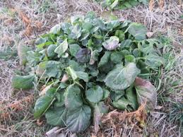 Attēlu rezultāti vaicājumam “Barbarea vulgaris subsp. arcuata fruit”