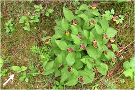 Attēlu rezultāti vaicājumam “Cypripedium calceolus”