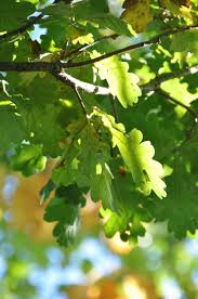 Attēlu rezultāti vaicājumam “Quercus robur Fastigiata leaf”