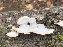 Attēlu rezultāti vaicājumam “Trametes”