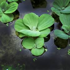 Attēlu rezultāti vaicājumam “Pistia stratiotes leaf”