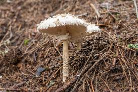 Attēlu rezultāti vaicājumam “Sturnus vulgaris nest”