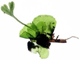 Attēlu rezultāti vaicājumam “sporophyte”