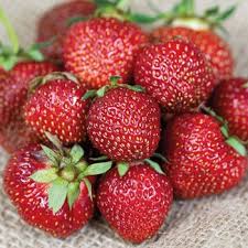 Attēlu rezultāti vaicājumam “Fragaria x ananassa”