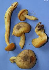 Attēlu rezultāti vaicājumam “Tricholomopsis decora”