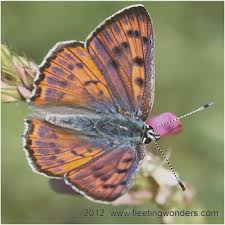 Attēlu rezultāti vaicājumam “Lycaena alciphron”