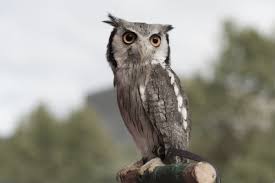 Image result for Otus scops