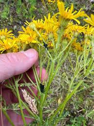 Attēlu rezultāti vaicājumam “Aphis jacobaeae”