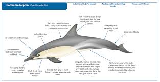 Image result for Delphinus delphis