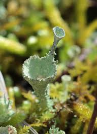 Attēlu rezultāti vaicājumam “Cladonia pyxidata”