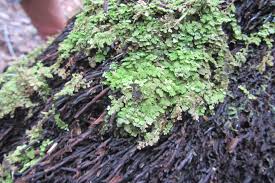 Attēlu rezultāti vaicājumam “Trichocolea tomentella sporophyte”
