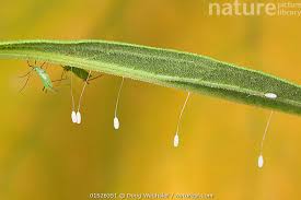 Attēlu rezultāti vaicājumam “Chrysopa eggs”