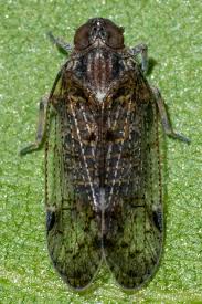 Attēlu rezultāti vaicājumam “Cixius sp.”