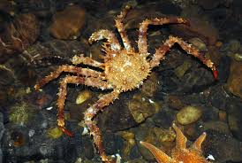 Image result for Lithodes maja