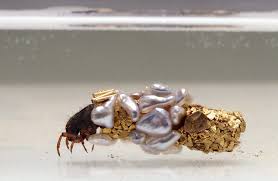 Attēlu rezultāti vaicājumam “Diprionidae cocoon”