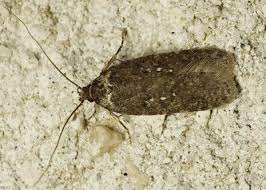 Attēlu rezultāti vaicājumam “Agonopterix hypericella”