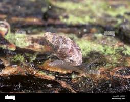 Attēlu rezultāti vaicājumam “Ena obscura”