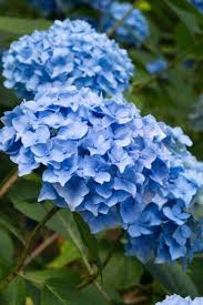 Attēlu rezultāti vaicājumam “Hydrangea”