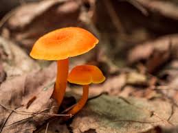 Attēlu rezultāti vaicājumam “Hygrocybe cantharellus”