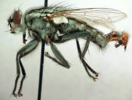 Attēlu rezultāti vaicājumam “Sarcophagidae”