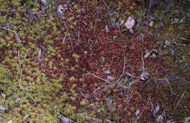 Attēlu rezultāti vaicājumam “Sphagnum angustifolium”