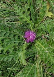 Attēlu rezultāti vaicājumam “Cirsium acaule leaf”