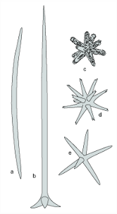 Attēlu rezultāti vaicājumam “Skeletocutis stellae”