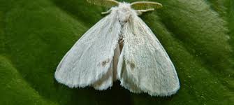 Attēlu rezultāti vaicājumam “Euproctis similis imago”