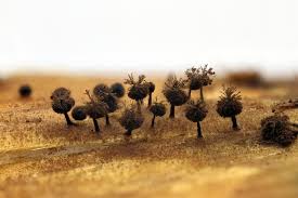 Attēlu rezultāti vaicājumam “Enerthenema papillatum”