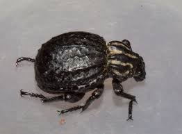 Image result for Brachycerus undatus