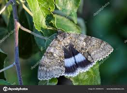 Attēlu rezultāti vaicājumam “Catocala fraxini”