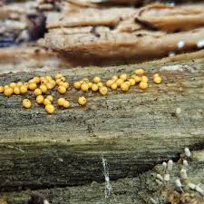 Attēlu rezultāti vaicājumam “Trichia varia spores”