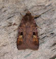 Attēlu rezultāti vaicājumam “Diarsia brunnea”