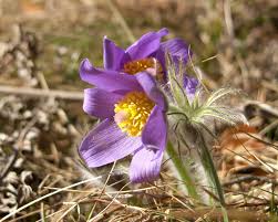 Attēlu rezultāti vaicājumam “Pulsatilla patens”