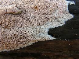 Attēlu rezultāti vaicājumam “Ceriporia purpurea”