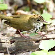 Image result for Seiurus aurocapilla