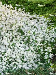 Attēlu rezultāti vaicājumam “Exochorda giraldii var. wilsonii”