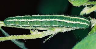 Attēlu rezultāti vaicājumam “Colias palaeno upperside”