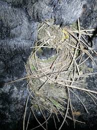 Attēlu rezultāti vaicājumam “Troglodytes troglodytes nest”