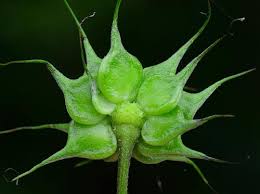 Attēlu rezultāti vaicājumam “Clematis fruit”