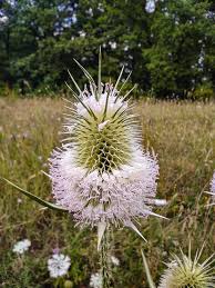 Image result for Dipsacus laciniatus