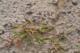 Attēlu rezultāti vaicājumam “Digitaria ischaemum”