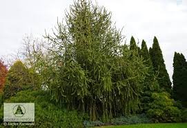 Attēlu rezultāti vaicājumam “Picea abies fo. virgata”