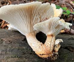 Attēlu rezultāti vaicājumam “Lentinus lepideus”