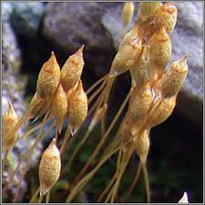 Attēlu rezultāti vaicājumam “Pogonatum urnigerum macro”