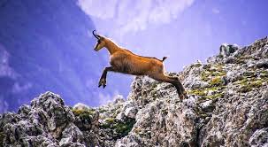 Image result for Chamois Mountaineering Club