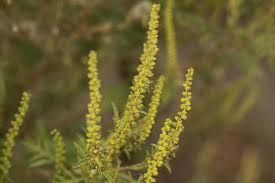 Attēlu rezultāti vaicājumam “Ambrosia artemisiifolia”